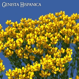 Predatron Genista Hispanica