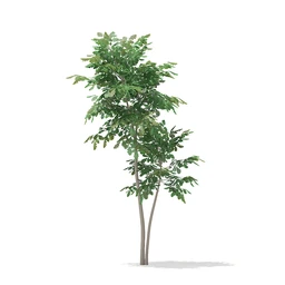 植物模型合集,树木模型,各类树木模型共51个