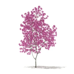 树模型合集,各类树木模型共32个