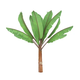 热带雨林树木合集,椰树,铁树,仙人掌,芭蕉树,面包树,香蕉树,龙血树,槟榔,棕榈等植物模型22个