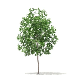 树模型,冬季树,春季树,秃树,没树叶,树干,茂盛的树,等模型54个