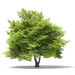 树木模型合集,各类树木模型共40个