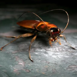 蟑螂模型,蟑螂绑定模型,max格式