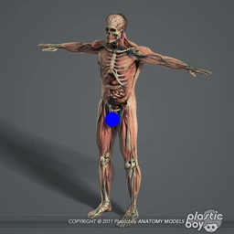 人体器官模型,男女人物解剖模型,人类肌肉骨骼神经内脏模型,maya,max,c4d