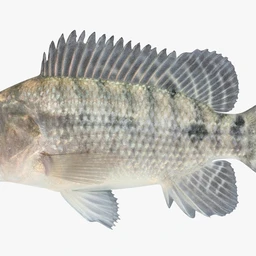 罗非鱼模型,鲫鱼模型,福寿鱼模型,fbx,obj,max格式