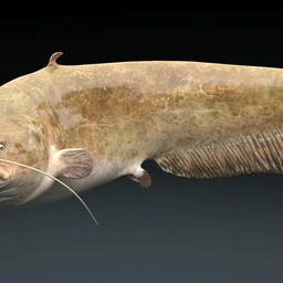 鲶鱼模型,塘鲺模型,带绑定,3dmax格式