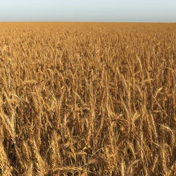 麦田模型,小麦模型