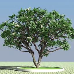 一种热带树木模型,巴厘岛树木模型