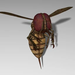 血黄蜂模型,巨大的黄蜂模型,dae,blend,3ds,obj,x格式