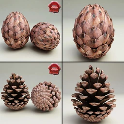 松果模型,松树果实,松塔冷杉果模型