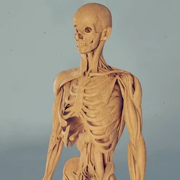 人体肌肉骨骼模型,obj格式