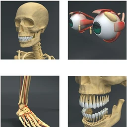 人体解剖学模型,男性女性解剖3D模型