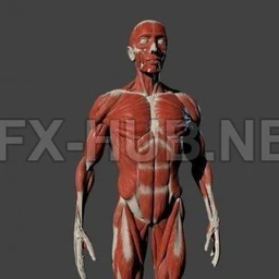 肌肉男人,胖子,骷髅人,老人头像模型