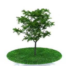 枫树,杨树,加拿大紫荆树,棕树,椰子树,水杉树,臭椿树,龙爪榆树,垂榆,垂枝榆,模型合集