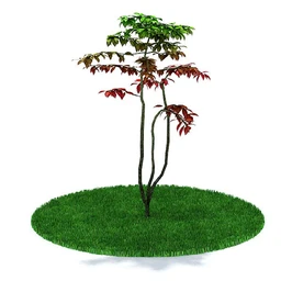 圆冠榆,榕树,金边大叶黄杨,杨树,枫树,桃花树,多室八角金盘,鸡爪槭树,模型合集