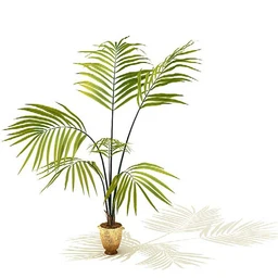 椰子树,棕榈树,铁树,苏铁,扇葵,南洋杉,红网纹草,花叶榕,盆景,盆栽模型合集