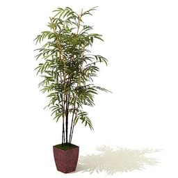 竹子,鸡爪槭,红枫,枫树,黄椰子,龙血树,酒瓶兰,棕榈树,盆景,盆栽,模型合集