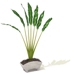 镰叶坎棕,龟背竹属,蔓绿绒,春羽,香龙血树,隐棒花,九冠草,盆景,盆栽,模型合集