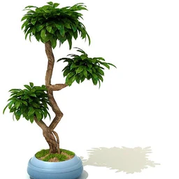 香花槐,变叶木,鸡爪槭,平安树,元宝树,鹅掌柴,桔子树,金橘,盆景,盆栽,模型合集