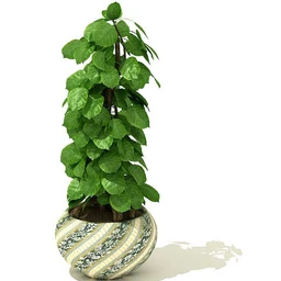 雪铁芋,树平藓属,百合竹,叶藤,绿萝,草树,龙血树,酒瓶兰,盆景,盆栽,模型合集