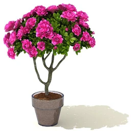 雪铁芋,鹅掌柴,金钱榕,杜鹃,变色络石,康乃馨,毛叶沼泽蕨,盆景,盆栽,模型合集