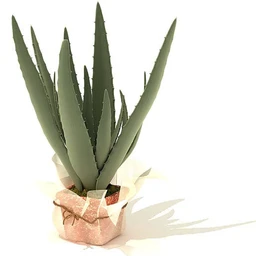 变叶木,芦荟,水浮莲,千年木,龙血树,弯叶丝兰,百合竹,盆景,盆栽,模型合集