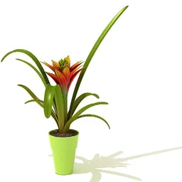 鹅掌柴,彩叶芋,五彩芋,芋叶,万年青,黄金花月,彩叶凤梨,虎尾兰,凤梨花,盆景,盆栽,模型合集