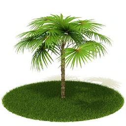 芭蕉树,香蕉树,南洋杉,扇葵,棕榈树,椰子树,花叶榕,植物,树模型合集