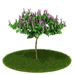 大叶紫薇,棕树,红桑,红穗铁苋菜,莳萝,高山榕,凤梨,植物,树模型合集