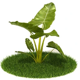 银杏,海芋,芋叶,圆叶刺轴榈,榄仁树,刺桐花,黄木犀草,植物,树模型合集