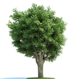 栎树,榆树,桦木,梣树,杨树,血皮槭,桤木树,夏栎,椴树,植物模型合集