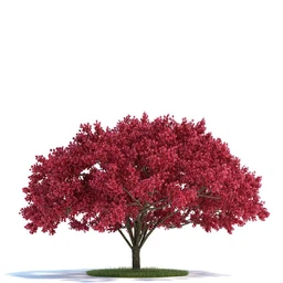 榆科树,樱桃树,柳树,栎树,槭树,七叶树,桦木树,松树,云杉,植物模型合集