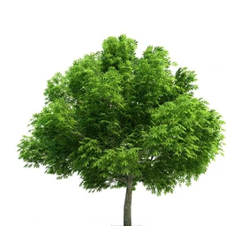 松树,美国扁柏,北美七叶树,浆果鹃树,无梗花栎,桉树,银杏树,植物模型合集