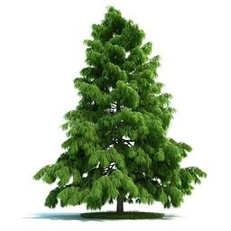 爆竹柳,梣树,糖枫,北美乔松,欧洲赤松,雪松,黎巴嫩雪松,植物模型合集