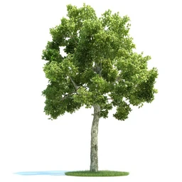 槭树,挪威槭黄金枫,梣树,杨树,桦木树,椴树,榆树,植物模型合集