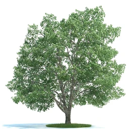 油橄榄,木犀榄,椴树,梨树,柳树,鹅耳枥树,爆竹柳树,植物模型合集