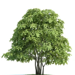 日本槭树,鸡爪槭,花楸树,槟榔树,火炬树,桉树,植物模型合集