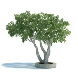 刺桐树,八角金盘,垂叶榕,八仙花,白茅,美国黑核桃,火炬松树,植物模型合集