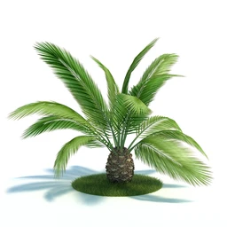 弗吉尼亚木兰,粉黛乱子草,大丛乱子草,朱槿牡丹,加拿利海枣,植物模型合集