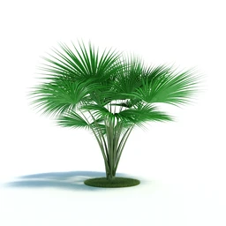 棕搁树,凤凰木直叶龙舌兰,番木瓜树,条叶蕊帽忍冬,海椰子树,植物模型合集