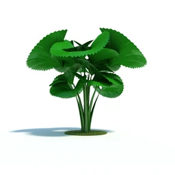 女贞树,柠檬树,椰子树,杏树,羽扇槭,日本槭,岩生栎,轴榈树,植物模型合集