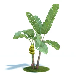 金合欢树,羊茅草,凤梨,龙舌兰,芦荟,罗汉竹,小果野蕉树,香蕉树,植物模型合集