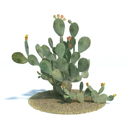 海枣树,棕榈,环羽椰,旅人蕉,约书亚树,梨果仙人掌,巨柱仙人掌,植物模型合集