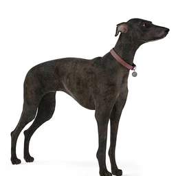 宠物狗,吉娃娃,大麦町犬,斗牛犬,格力犬,拉布拉多犬,狗模型合集