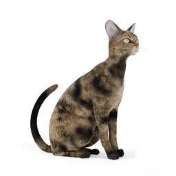 宠物猫,短毛猫,阿比西尼亚猫,暹罗猫,埃及猫,加拿大无毛猫,那猫,猫模型合集