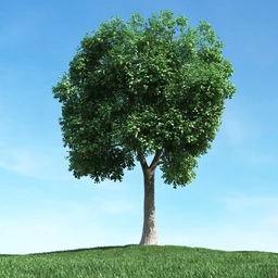 春天植物模型,茂盛树木,各类树木模型,树模型,春季植物模型合集