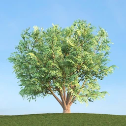 悬铃木,檫木,栎树,榆树,桦树,英国榆树,挪威槭树,植物,树木模型合集