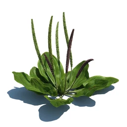 稗子,稗草,小野芝麻,菵草,西洋蒲公英,梯牧草,虉草,大荨麻,车前子,小草模型合集