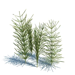 翼蓟,小麦,黑麦草,欧洲滨草,羊茅,装饰草,白茅,蒲苇,问荆草,草模型,植物模型合集