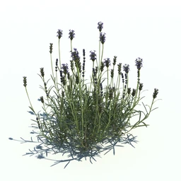 小草,杂草,草丛,薰衣草,臭草,田旋花,针茅,禾本科,看麦娘,俯垂臭草,草,植物模型合集